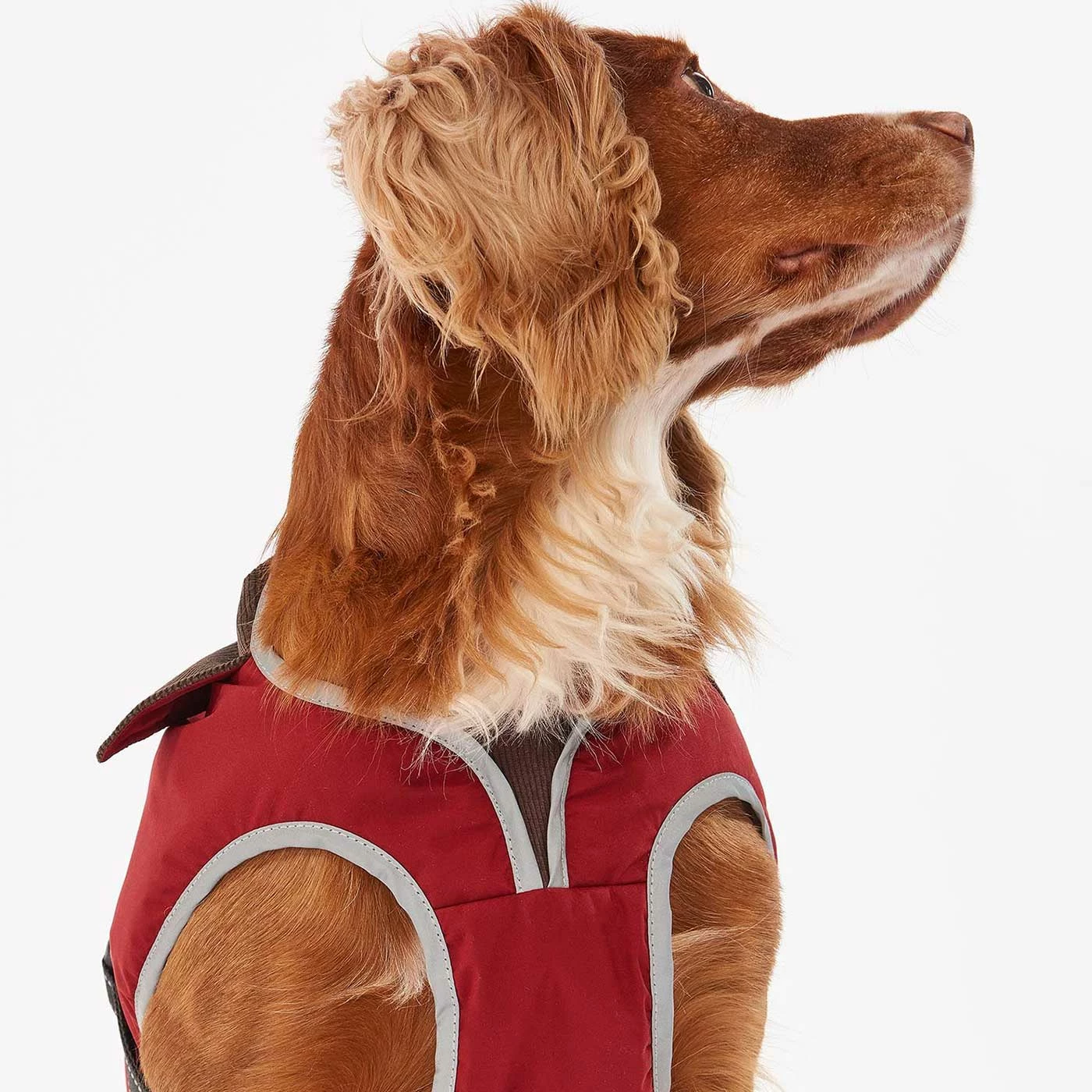 Promo ๐ Hot Sale โจ Barbour Monmouth Waterproof ๐ ๐ Dog ๐งฅ ๐งฅ Coat ๐ ๐ฅ 12 Promo ๐ Hot Sale โจ Barbour Monmouth Waterproof ๐ ๐ Dog ๐งฅ ๐งฅ Coat ๐ ๐ฅ - Image 12