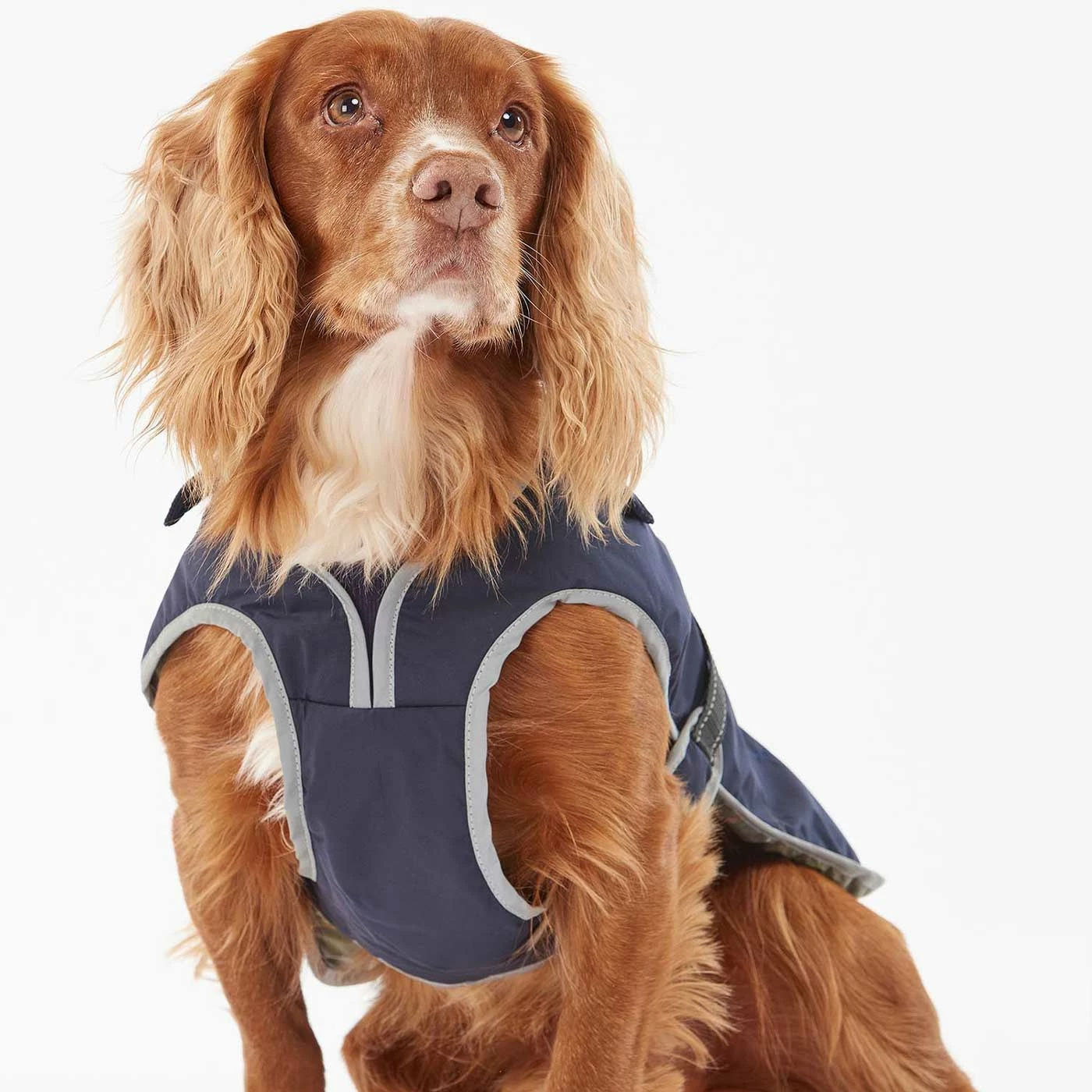 Promo ๐ Hot Sale โจ Barbour Monmouth Waterproof ๐ ๐ Dog ๐งฅ ๐งฅ Coat ๐ ๐ฅ 7 Promo ๐ Hot Sale โจ Barbour Monmouth Waterproof ๐ ๐ Dog ๐งฅ ๐งฅ Coat ๐ ๐ฅ - Image 7