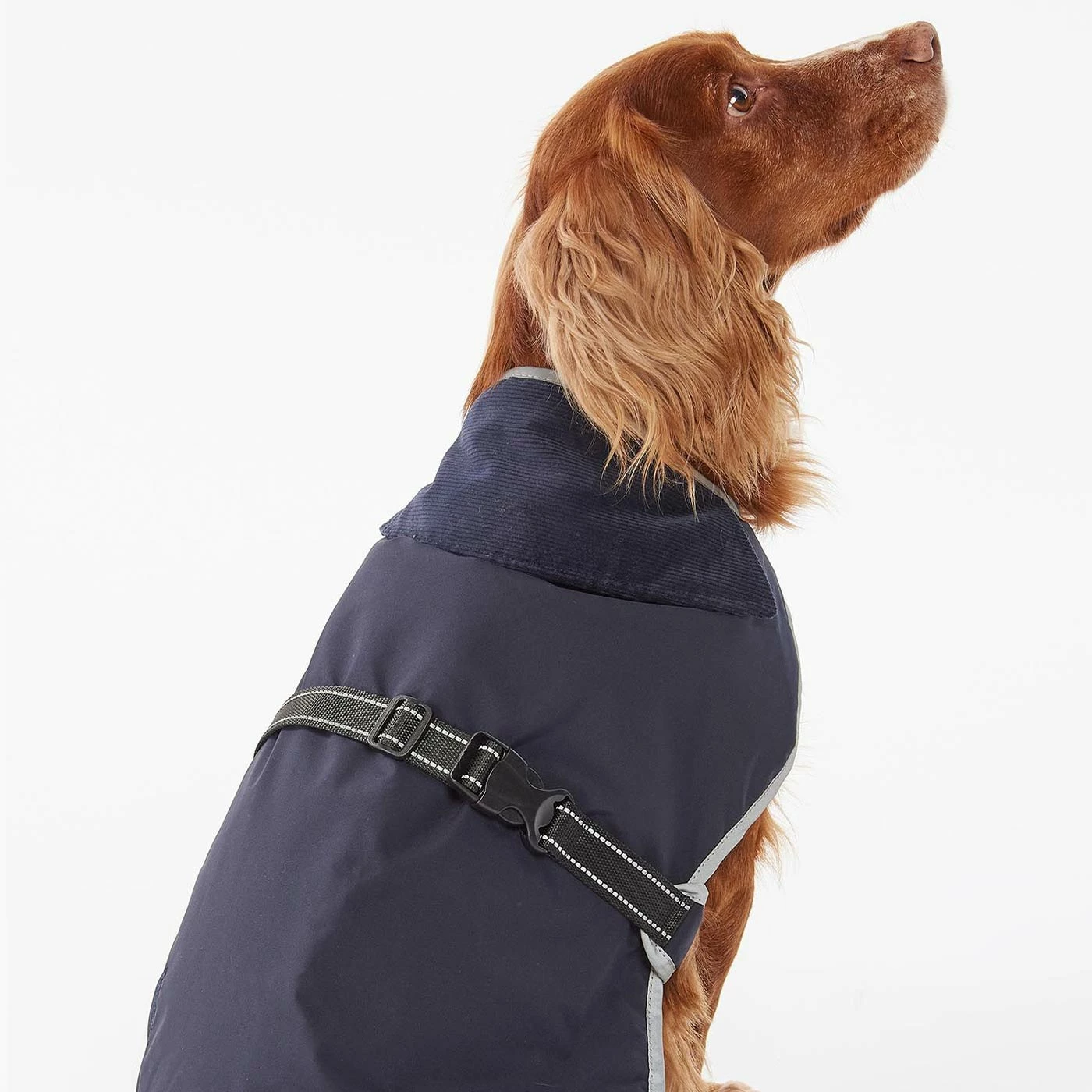 Promo ๐ Hot Sale โจ Barbour Monmouth Waterproof ๐ ๐ Dog ๐งฅ ๐งฅ Coat ๐ ๐ฅ 8 Promo ๐ Hot Sale โจ Barbour Monmouth Waterproof ๐ ๐ Dog ๐งฅ ๐งฅ Coat ๐ ๐ฅ - Image 8