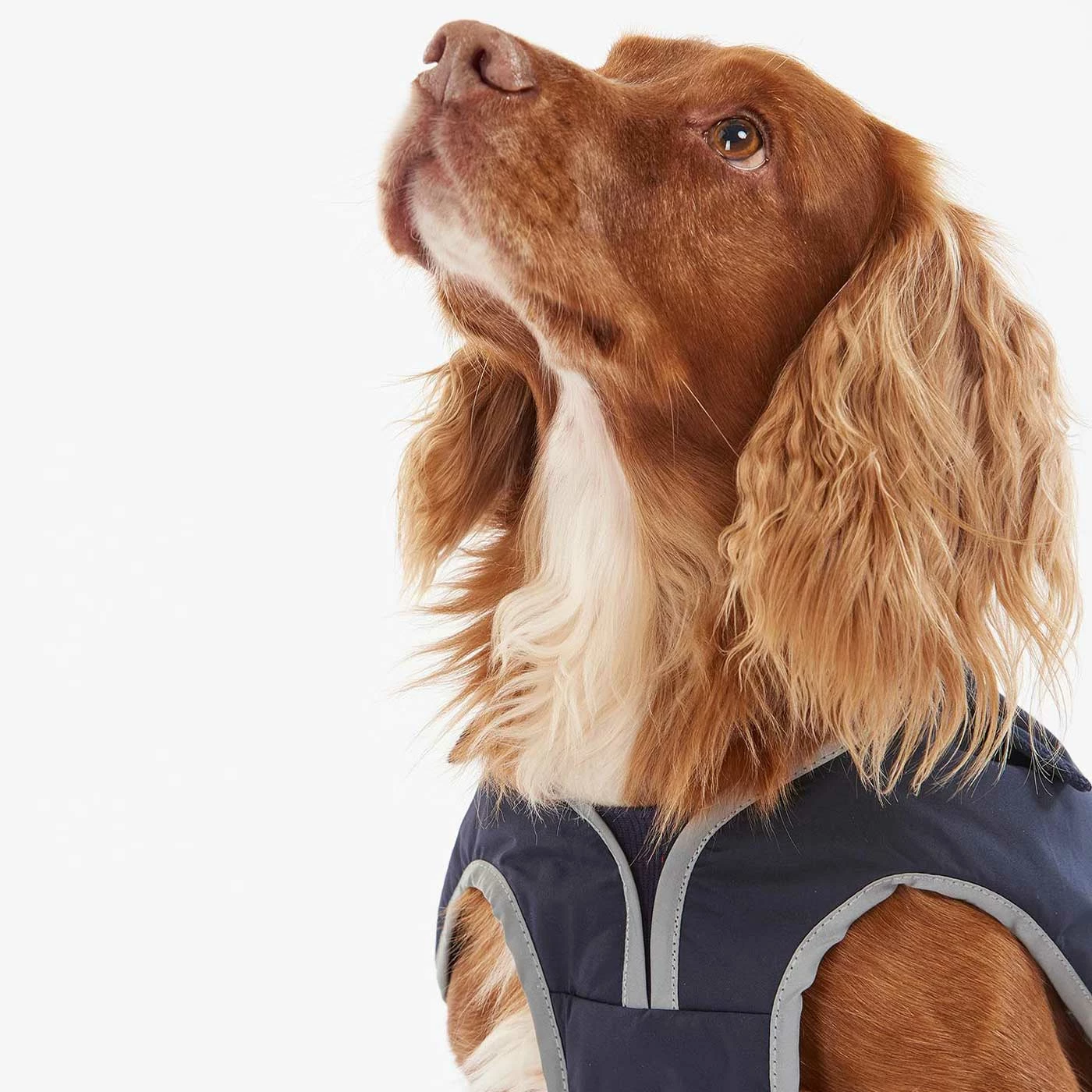 Promo ๐ Hot Sale โจ Barbour Monmouth Waterproof ๐ ๐ Dog ๐งฅ ๐งฅ Coat ๐ ๐ฅ 9 Promo ๐ Hot Sale โจ Barbour Monmouth Waterproof ๐ ๐ Dog ๐งฅ ๐งฅ Coat ๐ ๐ฅ - Image 9