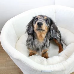 New 😀 Brand new ✔️ White Grow With Me Puppy Bed By Lords & Labradors 🤩 🔥 -Cheap Lords & Labradors Store Growwithme6