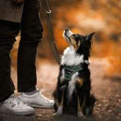 Best reviews of ✨ Brand new 🤩 Hunter Pet Hunter Divo Harness ✨ 🥰 -Cheap Lords & Labradors Store Hunter Divo Harness green7