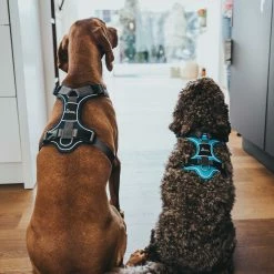 Best reviews of ✨ Brand new 🤩 Hunter Pet Hunter Divo Harness ✨ 🥰 -Cheap Lords & Labradors Store Hunter Divo Harness navy blue