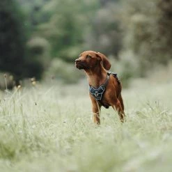 Best reviews of ✨ Brand new 🤩 Hunter Pet Hunter Divo Harness ✨ 🥰 -Cheap Lords & Labradors Store Hunter Divo Harness navy6