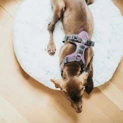 Best reviews of ✨ Brand new 🤩 Hunter Pet Hunter Divo Harness ✨ 🥰 -Cheap Lords & Labradors Store Hunter Divo Harness purple9