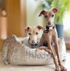 Top 10 ๐ Buy ๐ Lords & Labradors Luxury Zinc Velvet Box Bed For ๐ฆฎ ๐ Dogs ๐ฅ ๐