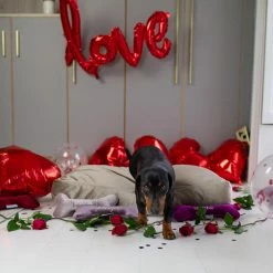 Wholesale 🛒 Wholesale 🔥 Lords & Labradors Luxurious Velvet 🦮 🐕 Dog Cushions 😉 😀 -Cheap Lords & Labradors Store Luxurious Velvet Dog Cushions Mushroom