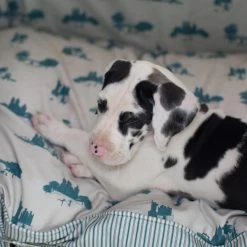 Best Sale ๐ Brand new ๐ ๐ Dog Cushion in Central Park by Lords & Labradors โญ โจ 8 Best Sale ๐ Brand new ๐ ๐ Dog Cushion in Central Park by Lords & Labradors โญ โจ -Cheap Lords & Labradors Store central park cushion close up