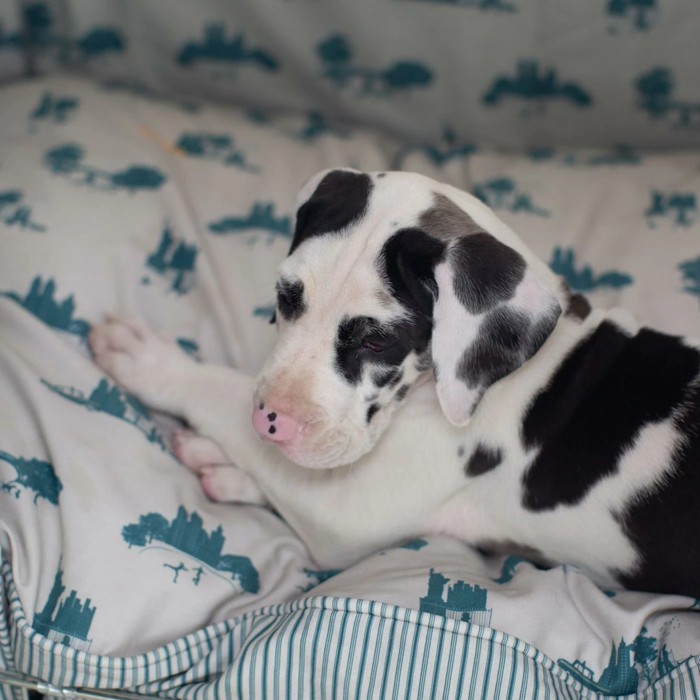 Best Sale ๐ Brand new ๐ ๐ Dog Cushion in Central Park by Lords & Labradors โญ โจ 3 Best Sale ๐ Brand new ๐ ๐ Dog Cushion in Central Park by Lords & Labradors โญ โจ - Image 3