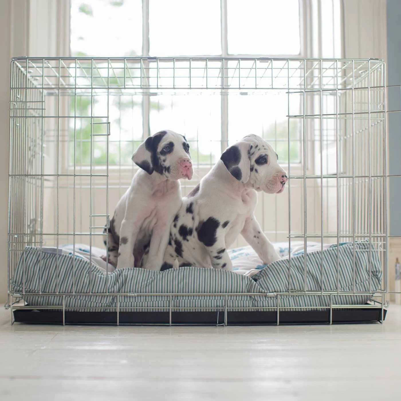 Best Sale ๐ Brand new ๐ ๐ Dog Cushion in Central Park by Lords & Labradors โญ โจ 1 Best Sale ๐ Brand new ๐ ๐ Dog Cushion in Central Park by Lords & Labradors โญ โจ