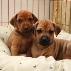 Best Sale 🔔 Coupon 😉 Lords & Labradors Cosy & Calm Puppy Box Bed 😉 😉 -Cheap Lords & Labradors Store cosy calm puppy box bed honey bee lifestyle