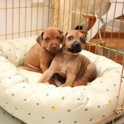 Best Sale 🔔 Coupon 😉 Lords & Labradors Cosy & Calm Puppy Box Bed 😉 😉 -Cheap Lords & Labradors Store cosy calm puppy box bed honey bee lifestyle zoomed