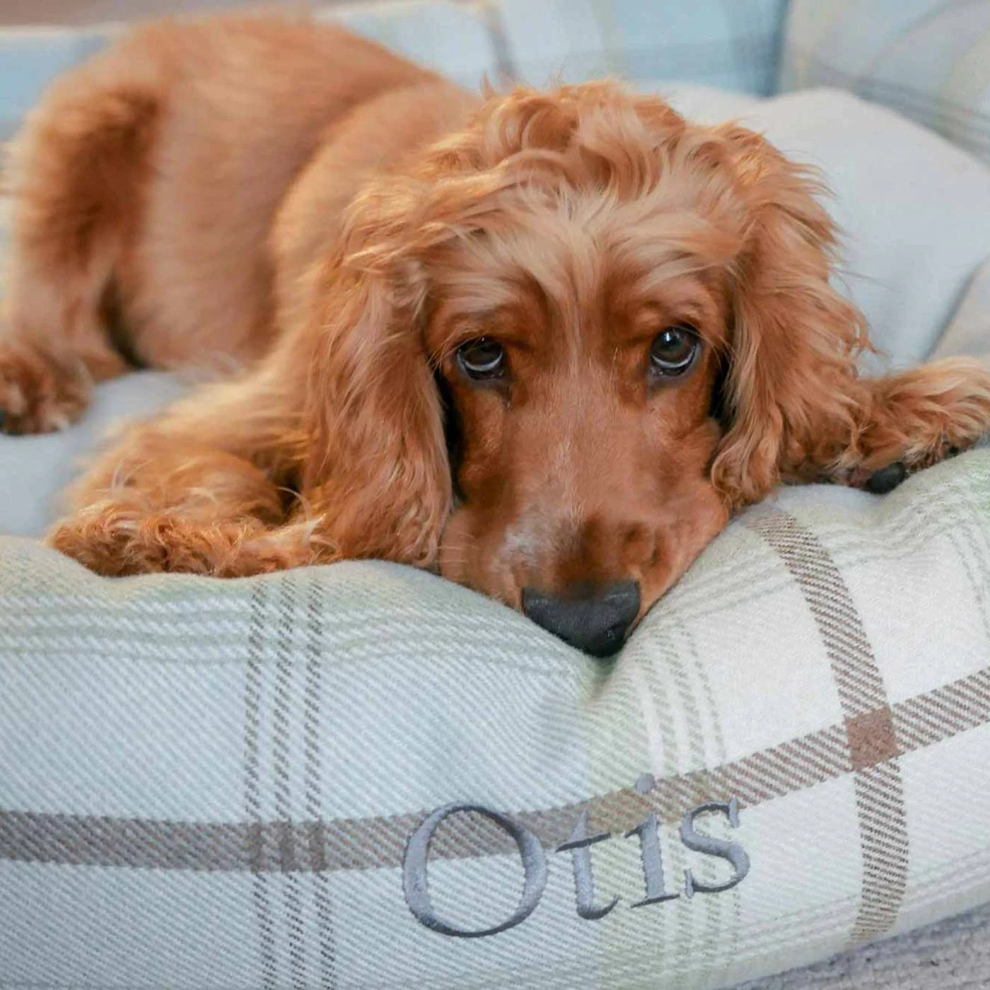 Outlet ๐ Brand new โค๏ธ Lords & Labradors Cosy Tweed Box Bed For ๐ ๐ Dogs ๐ ๐ 3 Outlet ๐ Brand new โค๏ธ Lords & Labradors Cosy Tweed Box Bed For ๐ ๐ Dogs ๐ ๐ - Image 3