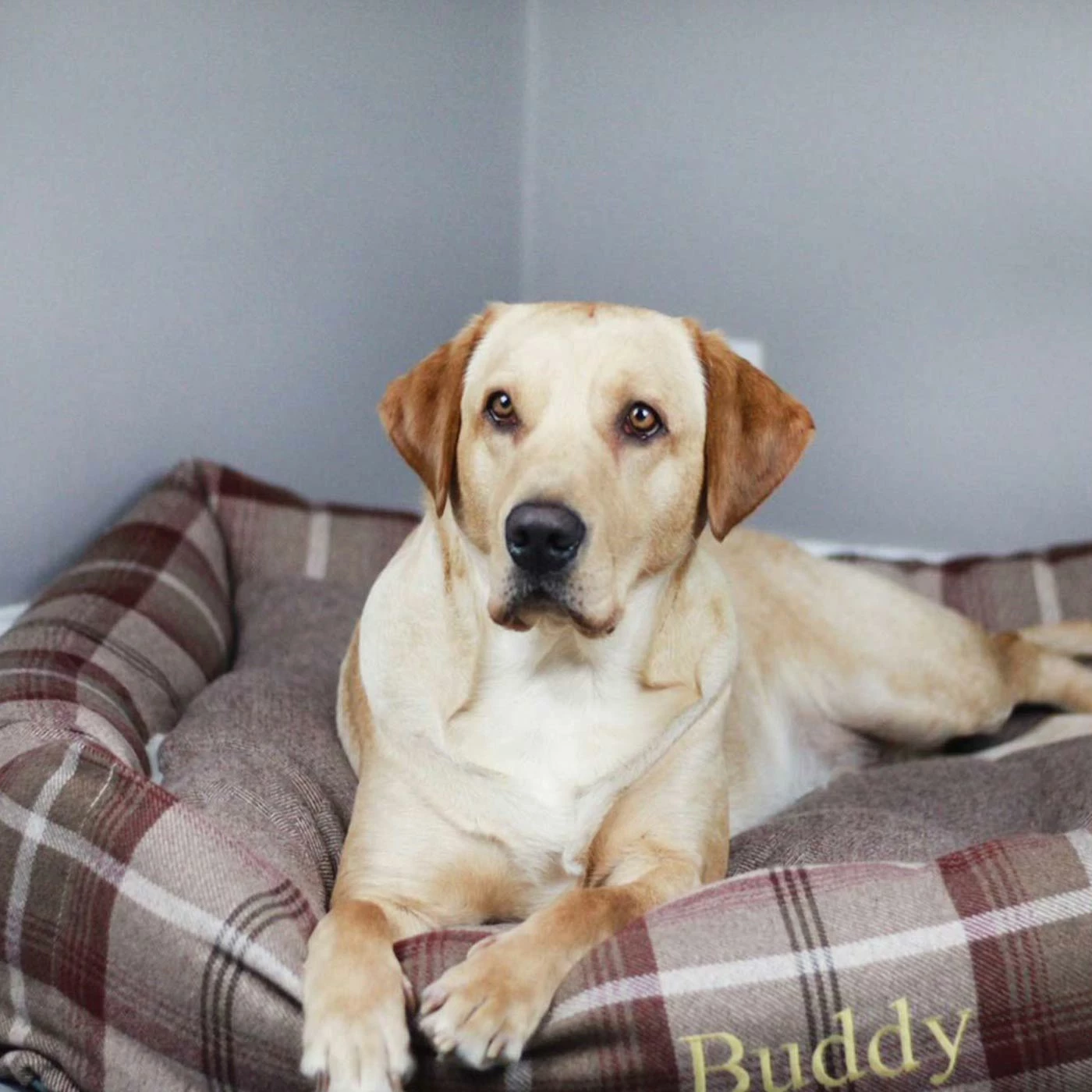 Outlet ๐ Brand new โค๏ธ Lords & Labradors Cosy Tweed Box Bed For ๐ ๐ Dogs ๐ ๐ 7 Outlet ๐ Brand new โค๏ธ Lords & Labradors Cosy Tweed Box Bed For ๐ ๐ Dogs ๐ ๐ - Image 7