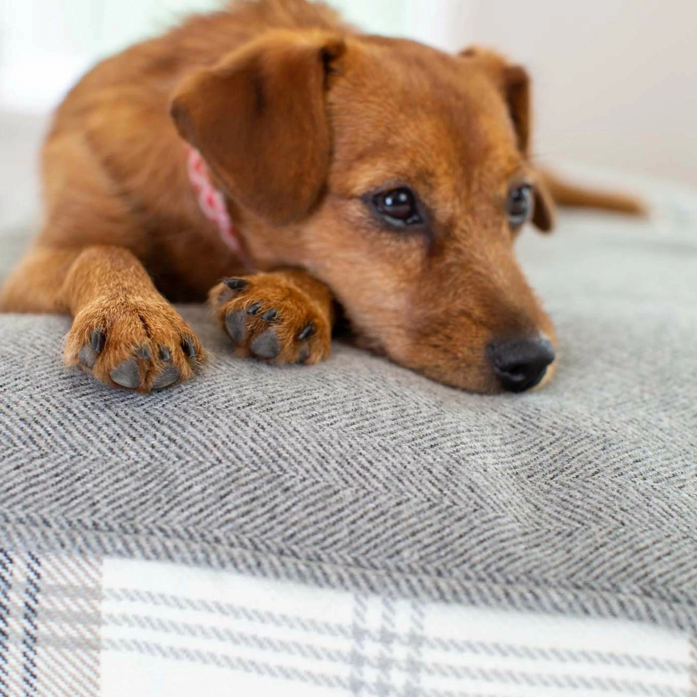 Discount 😉 Promo ⌛ 🐶 Dog Crate Set In Balmoral Charcoal Tweed By Lords & Labradors 🔥 🌟 7 Discount 😉 Promo ⌛ 🐶 Dog Crate Set In Balmoral Charcoal Tweed By Lords & Labradors 🔥 🌟 - Image 7