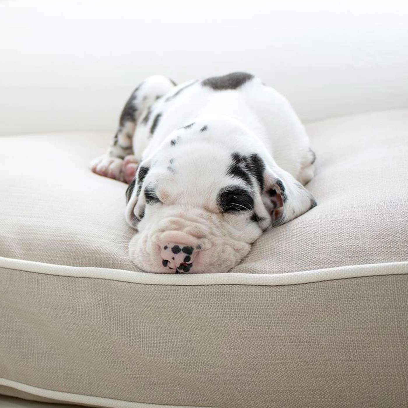 Brand new ⌛ Wholesale 🌟 🦮 Dog Crate with Savanna Cushion by Lords & Labradors 👏 🎉 4 Brand new ⌛ Wholesale 🌟 🦮 Dog Crate with Savanna Cushion by Lords & Labradors 👏 🎉 - Image 4