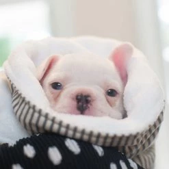 Cheapest 🥰 Best reviews of 💯 🦮 Dog & Puppy Blanket By Lords & Labradors - Spots & Stripes Collection ✔️ 🎉 -Cheap Lords & Labradors Store dog puppy blanket by lords labradors spots stripes collection regency stripe lifestyle