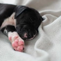 Top 10 😍 Cheap 😍 🐶 Dog & Puppy Neutral Tweed Blanket By Lords & Labradors 💯 🥰