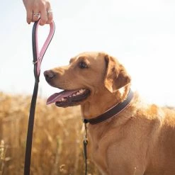 Best deal 🎉 Deals 🌟 🐶 Dogs & Horses Colours Leather Collar ✔️ 😀