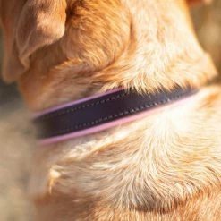 Best deal 🎉 Deals 🌟 🐶 Dogs & Horses Colours Leather Collar ✔️ 😀 -Cheap Lords & Labradors Store dogs and horses colours leather collar lifestyle close up