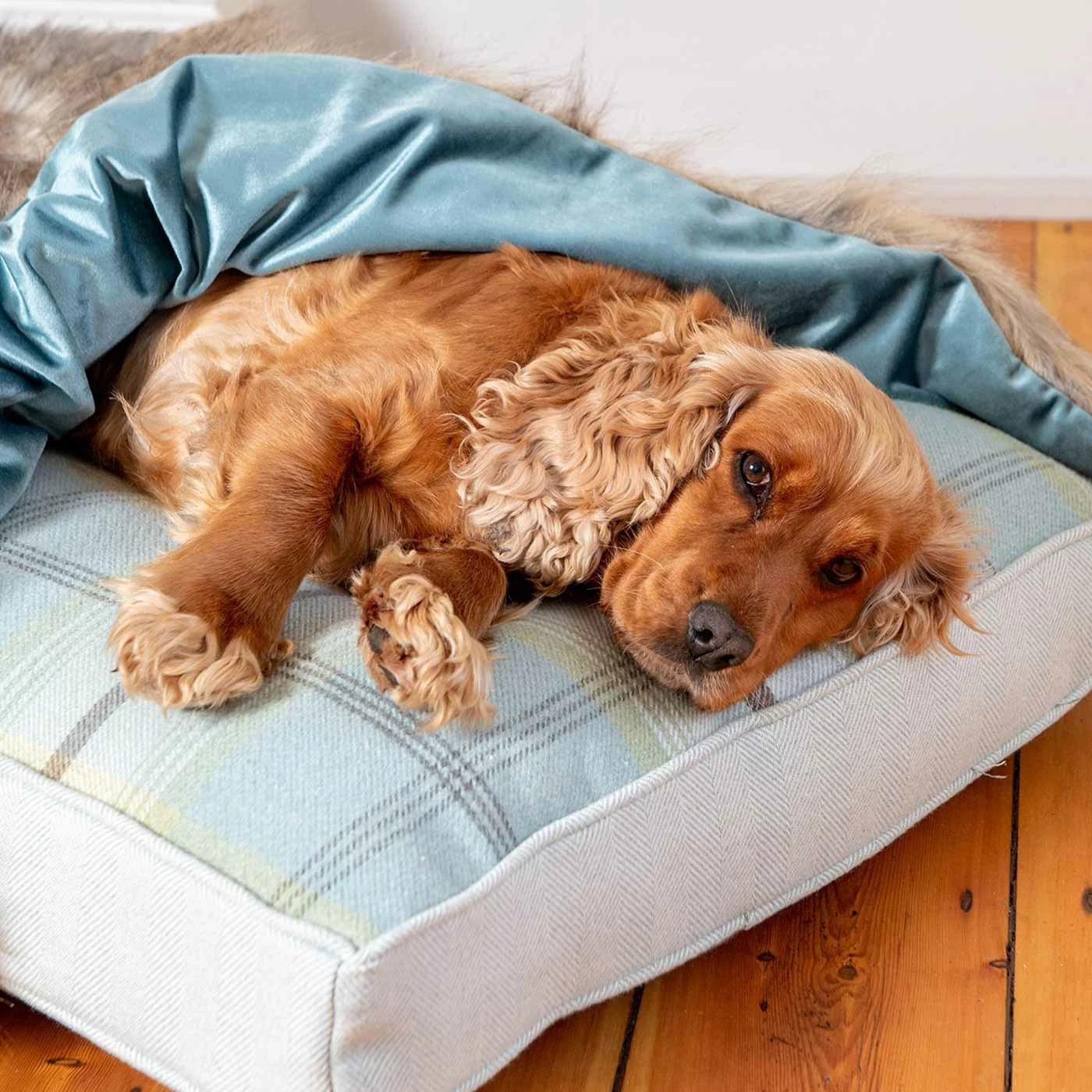 Best Pirce ๐ Best Pirce ๐ Lords & Labradors Duck Egg & Wolf Faux Fur ๐ฆฎ ๐ Dog & Puppy Blanket ๐ฅฐ ๐ 3 Best Pirce ๐ Best Pirce ๐ Lords & Labradors Duck Egg & Wolf Faux Fur ๐ฆฎ ๐ Dog & Puppy Blanket ๐ฅฐ ๐ - Image 3