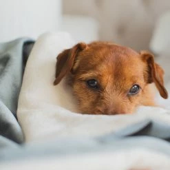 Best Pirce ✔️ Promo ❤️ 🐕 Dog & Puppy Velvet Blanket By Lords & Labradors 😉 👏 -Cheap Lords & Labradors Store elephant velvet blanket