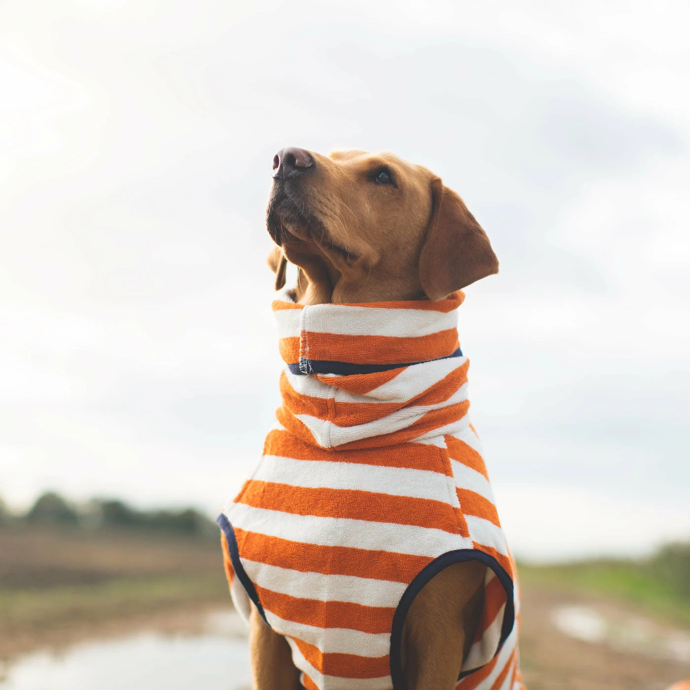 Best deal โจ Best Pirce โจ Harbour Hounds Orange Stripe Drying ๐งฅ ๐งฅ Coat โ๏ธ ๐ 4 Best deal โจ Best Pirce โจ Harbour Hounds Orange Stripe Drying ๐งฅ ๐งฅ Coat โ๏ธ ๐ - Image 4