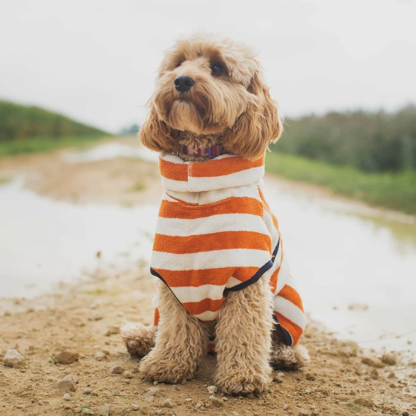 Best deal โจ Best Pirce โจ Harbour Hounds Orange Stripe Drying ๐งฅ ๐งฅ Coat โ๏ธ ๐ 2 Best deal โจ Best Pirce โจ Harbour Hounds Orange Stripe Drying ๐งฅ ๐งฅ Coat โ๏ธ ๐ - Image 2