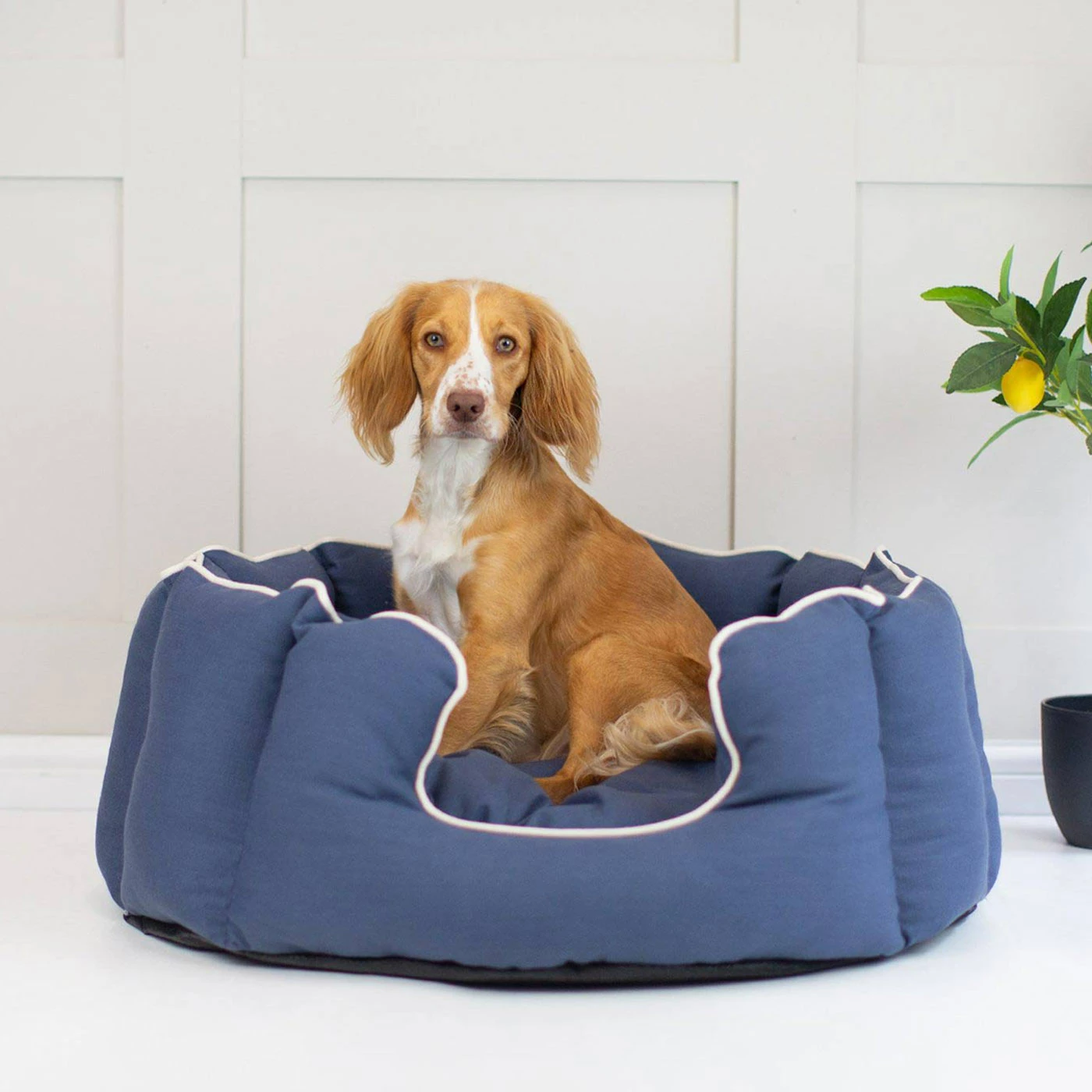 Top 10 โญ Outlet ๐ Lords & Labradors High Wall Savanna Bed For ๐ถ ๐ถ Dogs ๐ ๐ 3 Top 10 โญ Outlet ๐ Lords & Labradors High Wall Savanna Bed For ๐ถ ๐ถ Dogs ๐ ๐ - Image 3