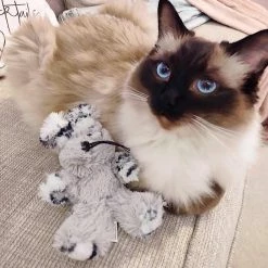 Cheapest 💯 Wholesale 🧨 Lords & Labradors New Kitten Pack - Luxury 🔔 🧨 -Cheap Lords & Labradors Store kong softies fuzzy bunny lifestyle 0729eff2 b32c 4b0c bab8 8fda76744d99