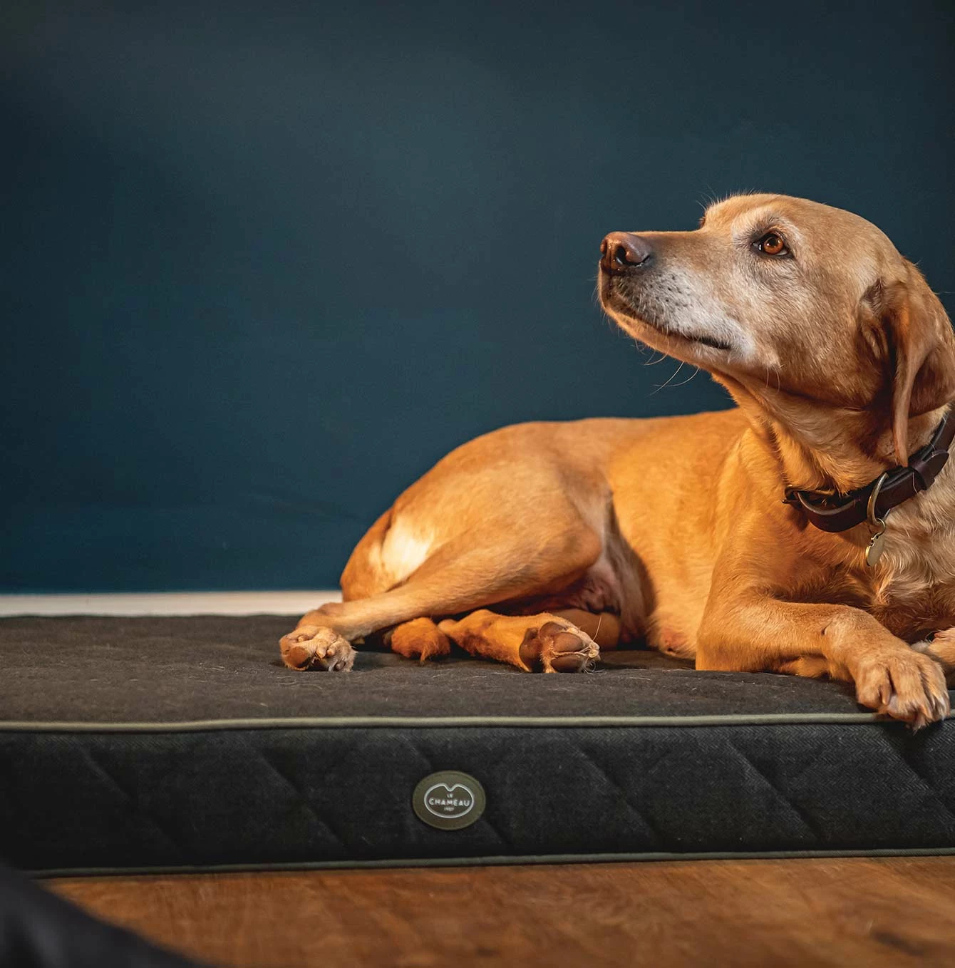 Cheap 🥰 Best deal 🔥 Le Chameau Cushion 🦮 🐶 Dog Bed 😀 👏 1 Cheap 🥰 Best deal 🔥 Le Chameau Cushion 🦮 🐶 Dog Bed 😀 👏