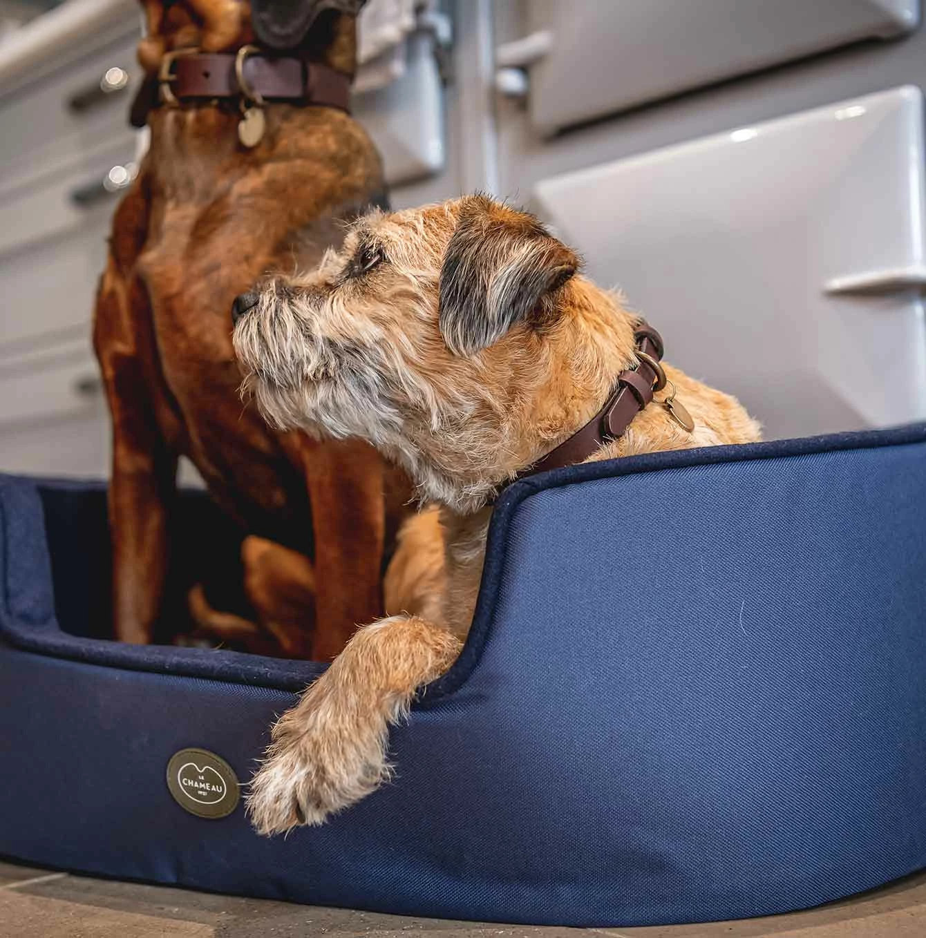 New 😉 Outlet ✔️ Le Chameau 🐕 🐶 Dog Bed 🎁 🔥 5 New 😉 Outlet ✔️ Le Chameau 🐕 🐶 Dog Bed 🎁 🔥 - Image 5