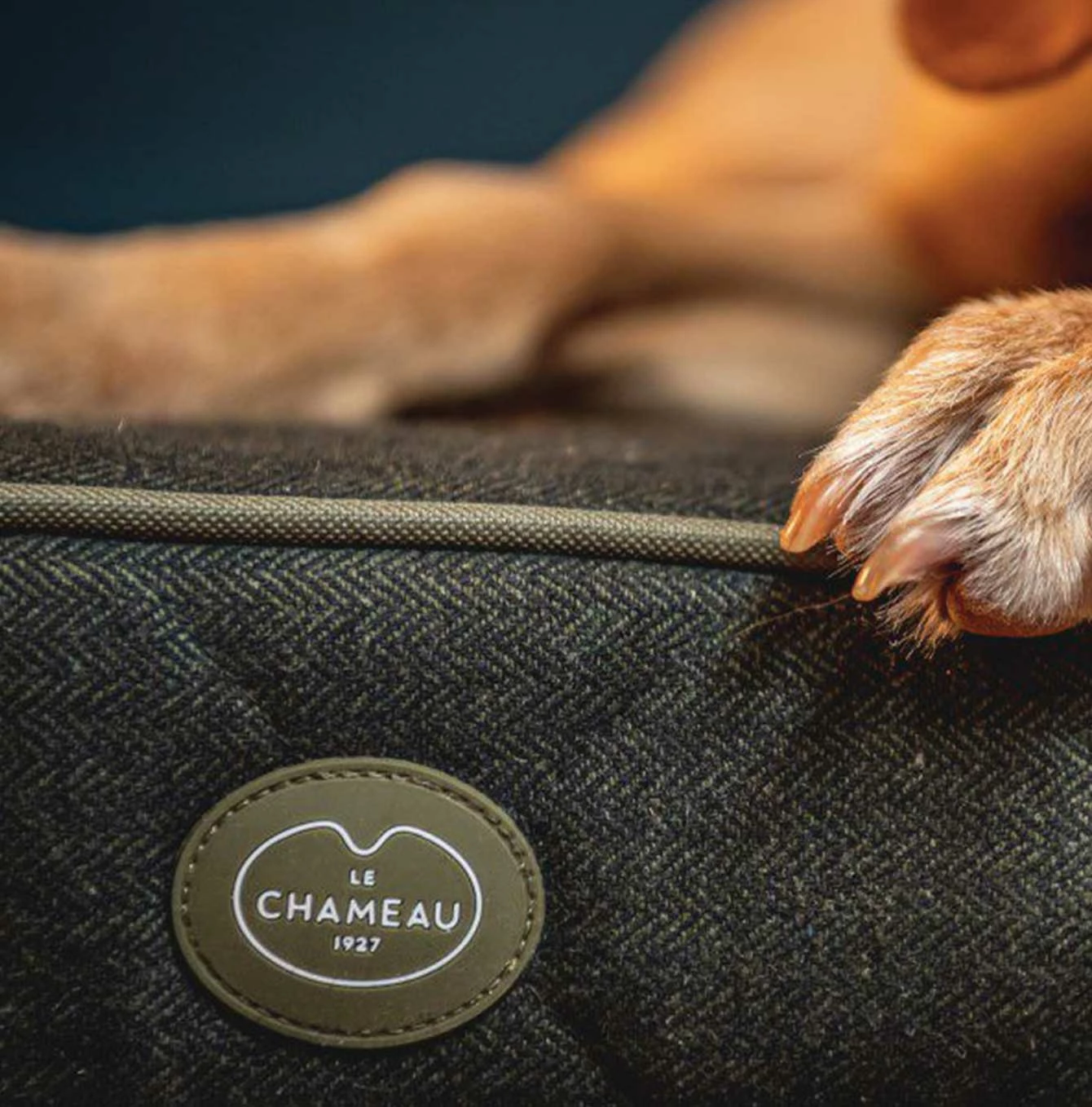Cheap 🥰 Best deal 🔥 Le Chameau Cushion 🦮 🐶 Dog Bed 😀 👏 2 Cheap 🥰 Best deal 🔥 Le Chameau Cushion 🦮 🐶 Dog Bed 😀 👏 - Image 2