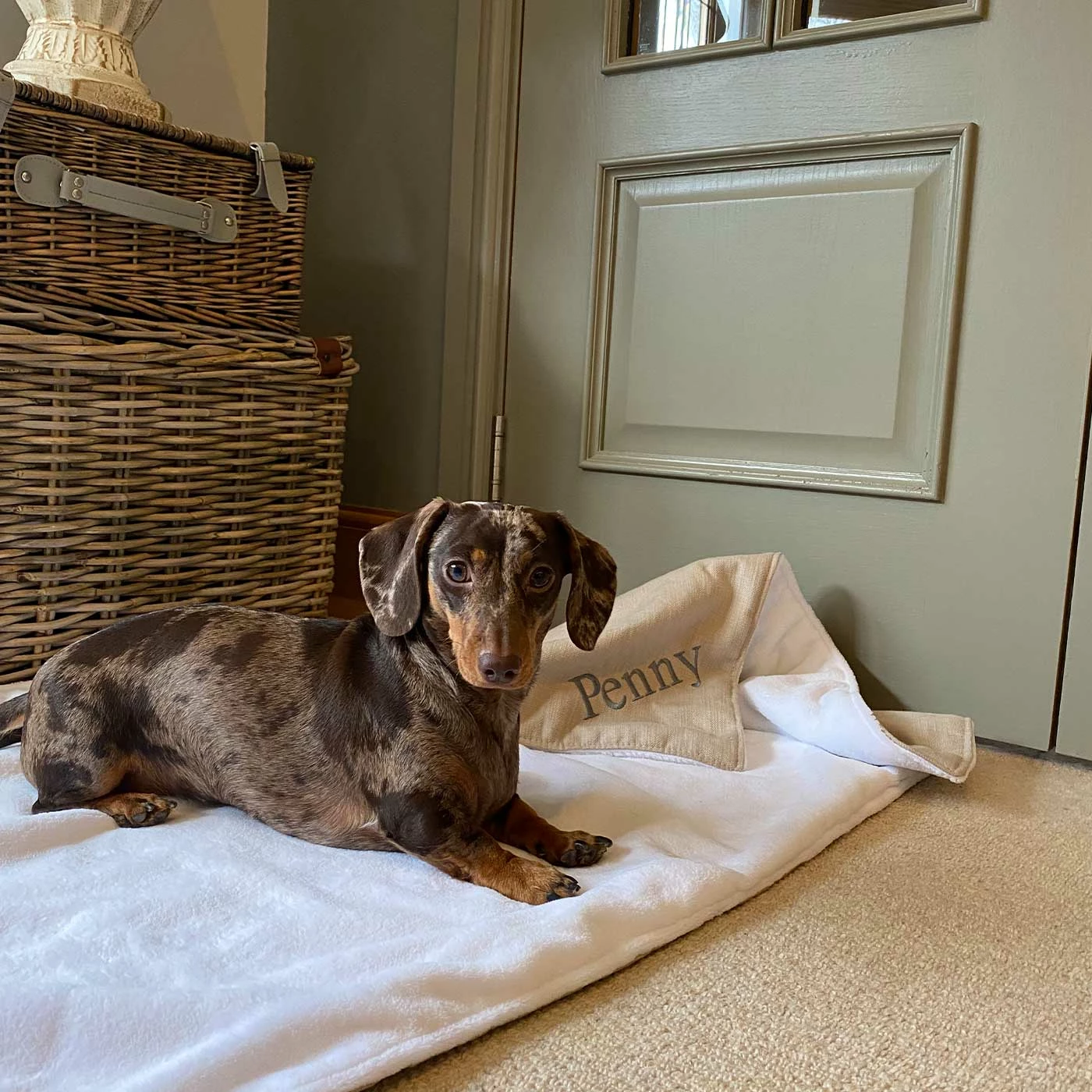 Promo ๐ Coupon ๐งจ Personalised ๐ถ ๐ Dog & Puppy Savanna Blanket By Lords & Labradors ๐ ๐ 1 Promo ๐ Coupon ๐งจ Personalised ๐ถ ๐ Dog & Puppy Savanna Blanket By Lords & Labradors ๐ ๐