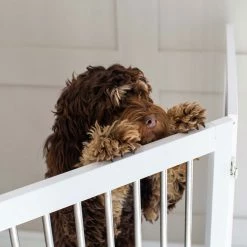 Wholesale 👍 Best Sale 💯 Lords & Labradors Large Wooden Pet Gate ❤️ 💯 -Cheap Lords & Labradors Store lords labradors grey wooden pet gate lifestyle close up