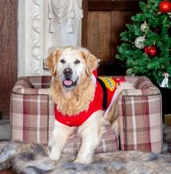 Flash Sale 🎁 Best Sale 🔥 Lords & Labradors Personalised Tetford Square Chesterfield in Mulberry Tweed 🧨 🎉 -Cheap Lords & Labradors Store mulberry2 456aa53c 2a37 43a8 a588 202408623f31