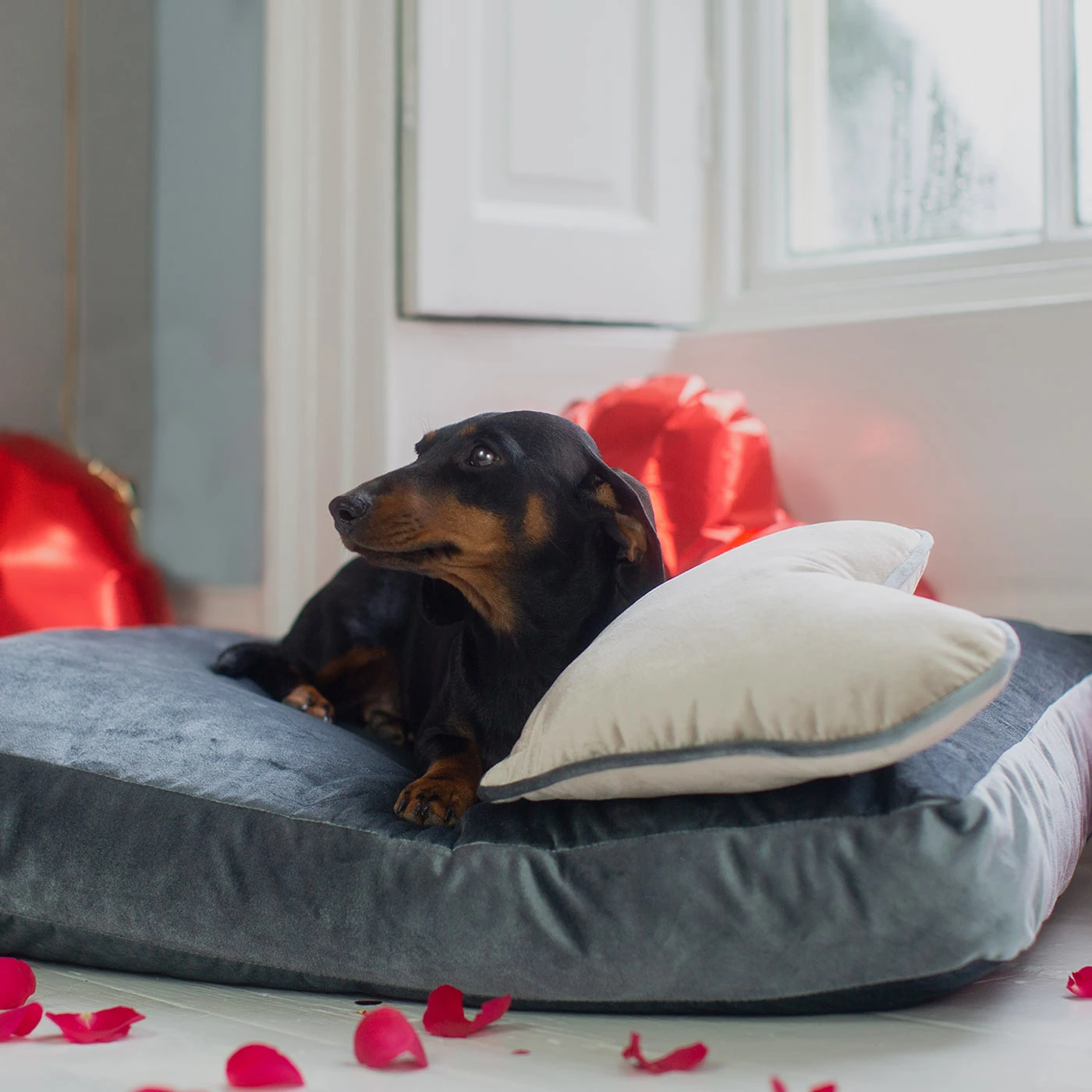 Discount ๐ Flash Sale ๐คฉ Lords & Labradors Personalised Luxurious Velvet ๐ถ ๐ฆฎ Dog Cushions โจ ๐ 2 Discount ๐ Flash Sale ๐คฉ Lords & Labradors Personalised Luxurious Velvet ๐ถ ๐ฆฎ Dog Cushions โจ ๐ - Image 2