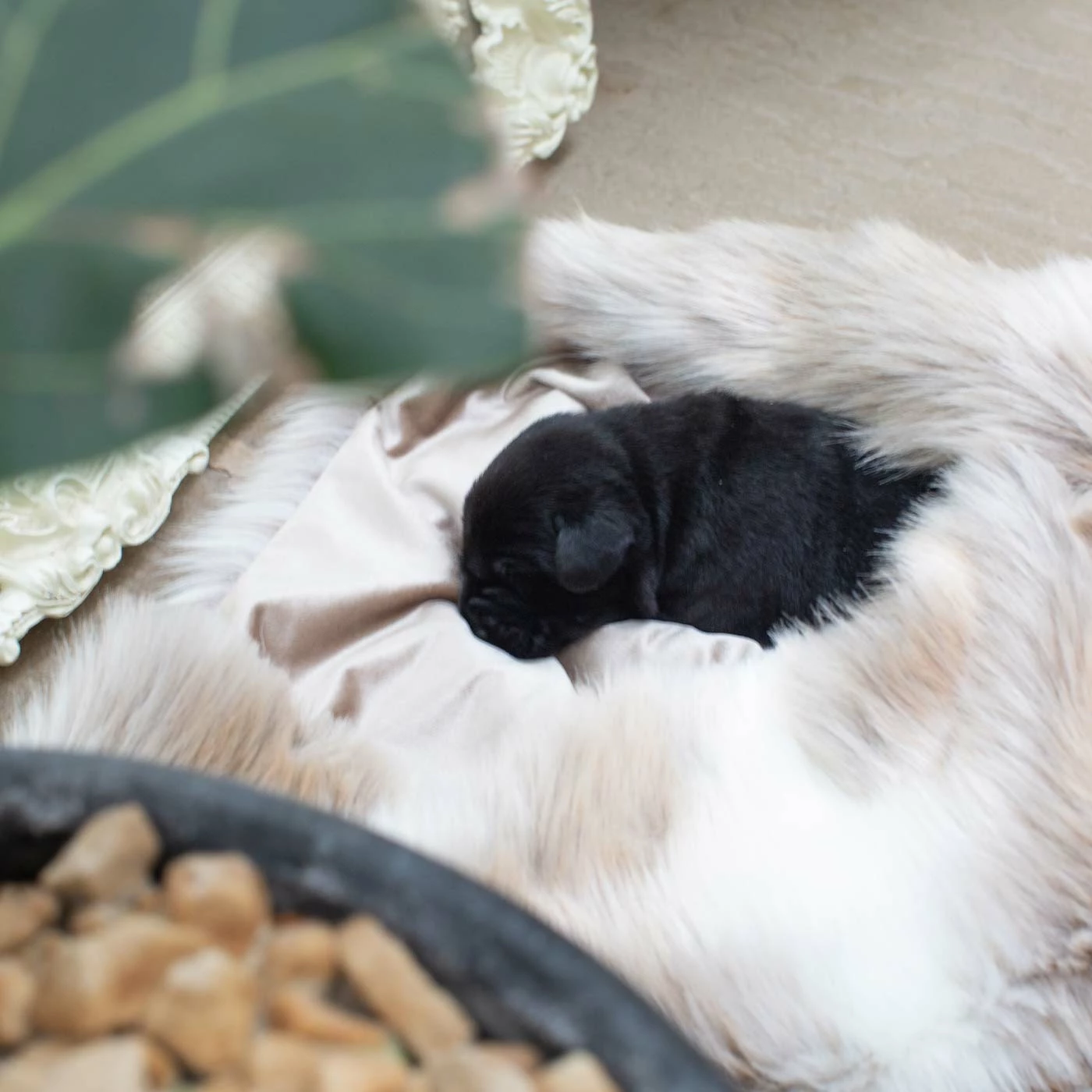 Best deal 🎁 Brand new 😀 Lords & Labradors Mushroom & Reindeer Faux Fur 🐶 🐶 Dog & Puppy Blanket 😀 ❤️ 4 Best deal 🎁 Brand new 😀 Lords & Labradors Mushroom & Reindeer Faux Fur 🐶 🐶 Dog & Puppy Blanket 😀 ❤️ - Image 4