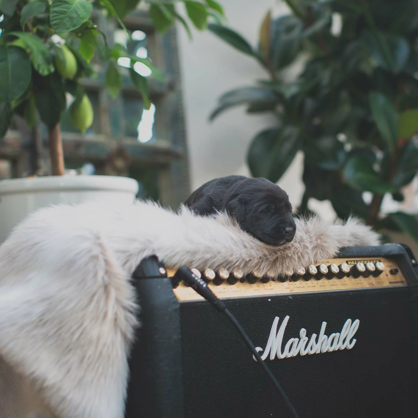 Best deal 🎁 Brand new 😀 Lords & Labradors Mushroom & Reindeer Faux Fur 🐶 🐶 Dog & Puppy Blanket 😀 ❤️ 2 Best deal 🎁 Brand new 😀 Lords & Labradors Mushroom & Reindeer Faux Fur 🐶 🐶 Dog & Puppy Blanket 😀 ❤️ - Image 2