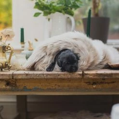 Hot Sale โค๏ธ Cheap โค๏ธ Lords & Labradors Personalised Mushroom & Reindeer Faux Fur ๐ถ ๐ Dog & Puppy Blanket ๐ฏ ๐