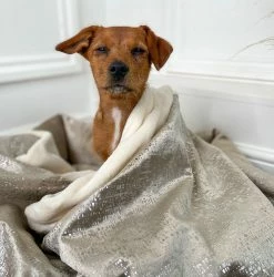 Cheap 💯 Deals 💯 🐕 Dog & Puppy Blanket in Zinc Velvet By Lords & Labradors 🌟 😍 -Cheap Lords & Labradors Store mushroomzinc3
