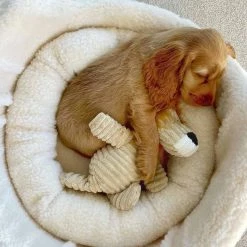 Flash Sale ✔️ Wholesale ✔️ Danish Design My First Bed ❤️ 🎁 9 Flash Sale ✔️ Wholesale ✔️ Danish Design My First Bed ❤️ 🎁 -Cheap Lords & Labradors Store my first bed top lifestyle