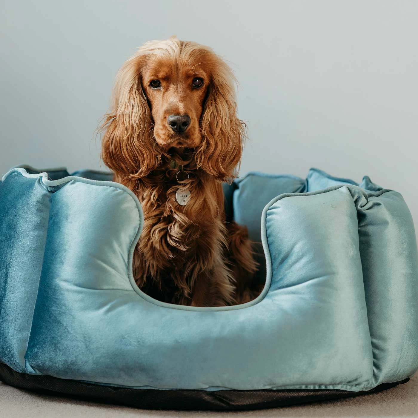 Discount โจ Best deal โค๏ธ Lords & Labradors High Wall Luxury Velvet Bed For ๐ ๐ Dogs โ โ 2 Discount โจ Best deal โค๏ธ Lords & Labradors High Wall Luxury Velvet Bed For ๐ ๐ Dogs โ โ - Image 2