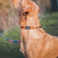 Hot Sale 👏 Hot Sale ⭐ Pampeano Audaz 🐶 🐕 Dog Collar 👏 😀 -Cheap Lords & Labradors Store pampeano audaz dog collar labrador side