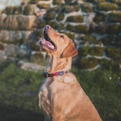 Brand new ๐คฉ New ๐ Pampeano Navidad ๐ถ ๐ Dog Collar ๐คฉ ๐ฅ