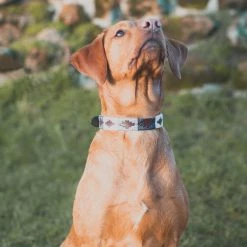 Best deal ✔️ Best deal 😍 Pampeano Roca 🐶 🐶 Dog Collar 🎉 ✨ -Cheap Lords & Labradors Store pampeano roca dog collar labrador front