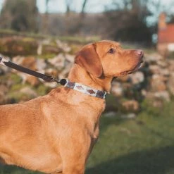 Best deal ✔️ Best deal 😍 Pampeano Roca 🐶 🐶 Dog Collar 🎉 ✨