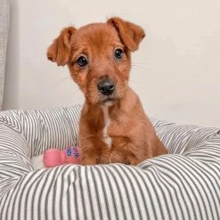 Buy ⌛ Best deal 🔔 Lords & Labradors Personalised Cosy & Calm Puppy Box Bed 💯 👏 -Cheap Lords & Labradors Store personalised cosy calm puppy box bed close up