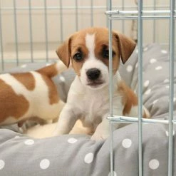 Buy ⌛ Best deal 🔔 Lords & Labradors Personalised Cosy & Calm Puppy Box Bed 💯 👏 -Cheap Lords & Labradors Store personalised cosy calm puppy box bed grey spot close up