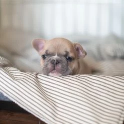 Best deal ๐ Best reviews of ๐ฏ Personalised ๐ถ ๐ Dog Crate Cover in Regency Stripe by Lords & Labradors โ๏ธ ๐ 6 Best deal ๐ Best reviews of ๐ฏ Personalised ๐ถ ๐ Dog Crate Cover in Regency Stripe by Lords & Labradors โ๏ธ ๐ -Cheap Lords & Labradors Store personalised dog crate cover in regency stripe by lords labradors